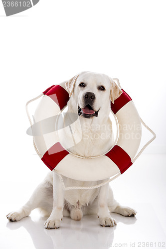 Image of Labrador dog with a sailor buoy