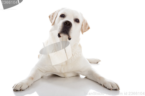 Image of Labrador dog lying on floor