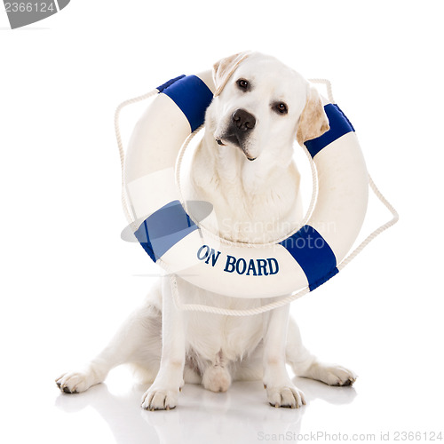 Image of Labrador dog with a sailor buoy