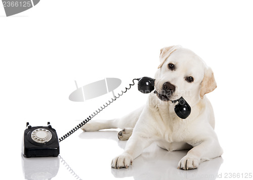 Image of Labrador answering a call