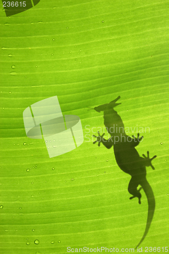 Image of Gecko Silhouette