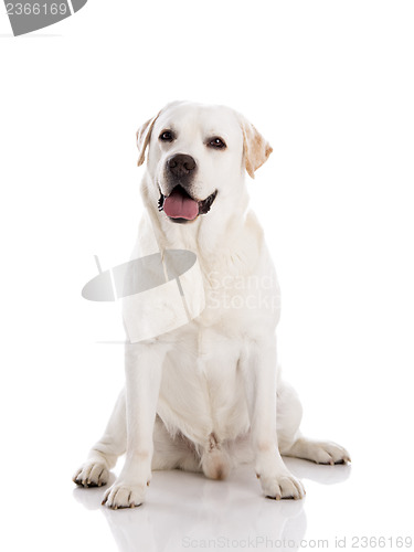 Image of Labrador dog sitting on floor