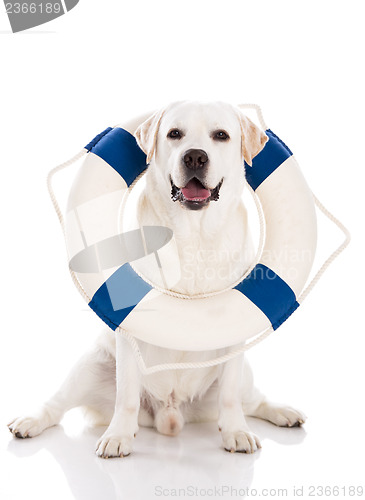 Image of Labrador dog with a sailor buoy