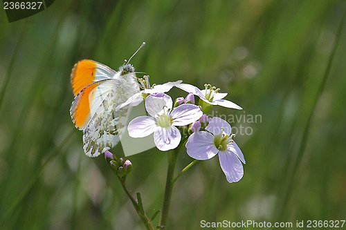 Image of butterfly aurorasommerfugl