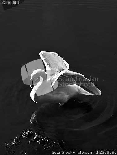 Image of Swan