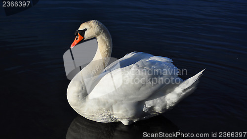 Image of Swan