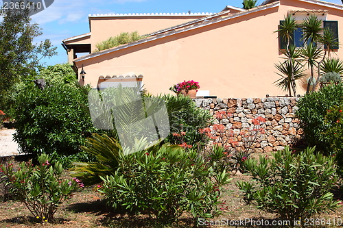 Image of Tropical plants in a garden