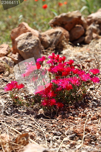 Image of Colourful red flowers in a garden