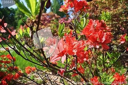 Image of rhododendron