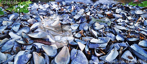 Image of Blue...