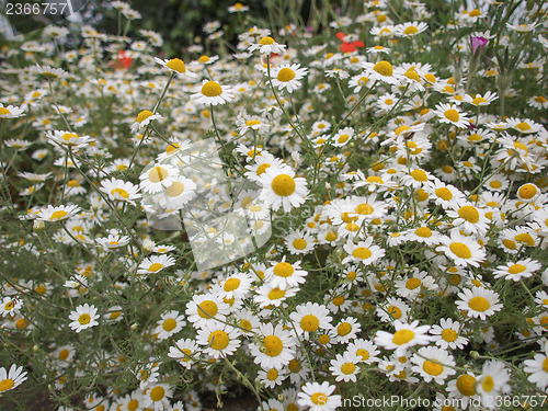 Image of Camomile flower