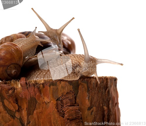 Image of Family of snails on pine tree stump