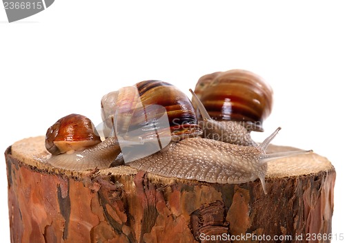 Image of Family of snails on pine-tree stump