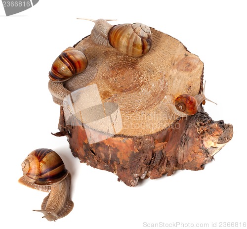 Image of Snails on pine-tree stump. Top view.
