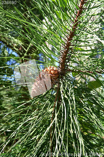 Image of Pine Cones