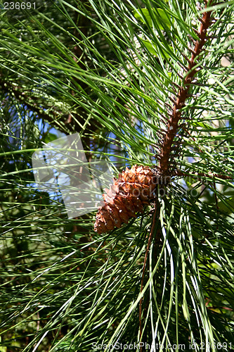 Image of Pine Cones