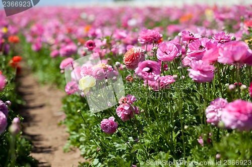 Image of blooming ranunculuses