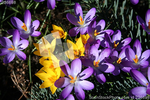 Image of Crocus