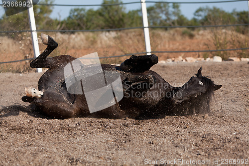 Image of caballo de pura raza menorquina prm horse outdoor rolling