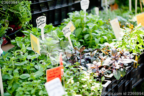 Image of different fresh green herbs on market outdoor