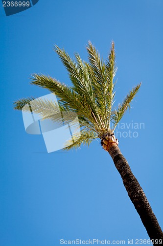 Image of single green palmtree on blue sky background