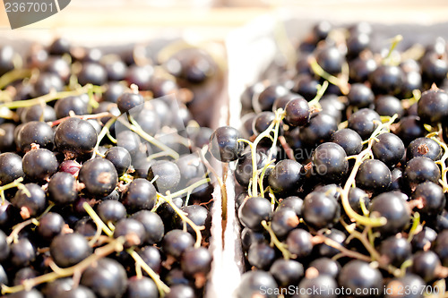 Image of healthy fresh black currant macro cloceup on market outdoor