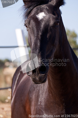 Image of caballo de pura raza menorquina prm horse outdoor rolling