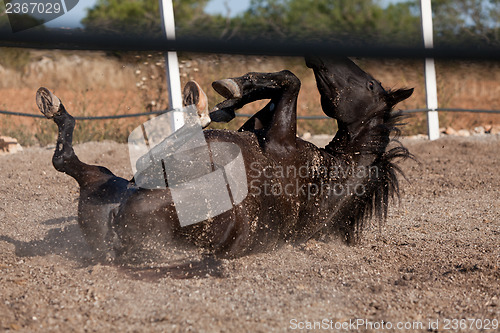 Image of caballo de pura raza menorquina prm horse outdoor rolling