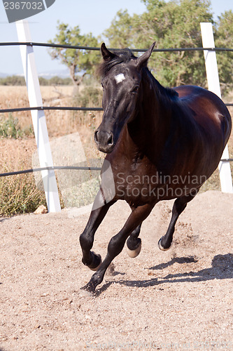 Image of caballo de pura raza menorquina prm horse outdoor rolling