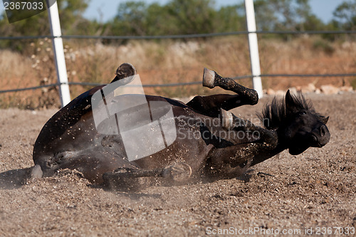 Image of caballo de pura raza menorquina prm horse outdoor rolling