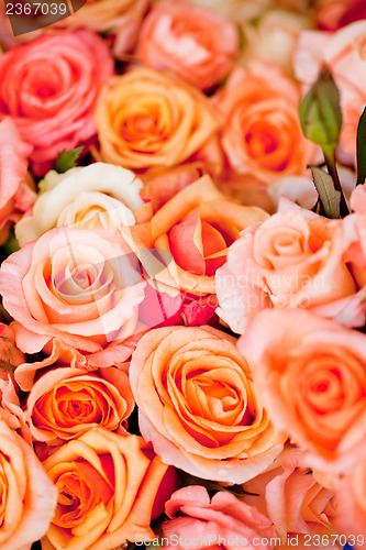 Image of colorful beautiful roses flowers macro closeup card background