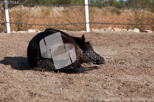 Image of caballo de pura raza menorquina prm horse outdoor rolling