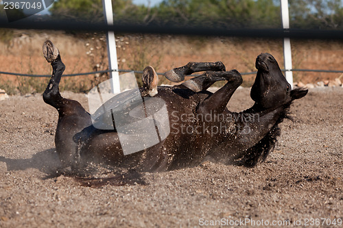 Image of caballo de pura raza menorquina prm horse outdoor rolling