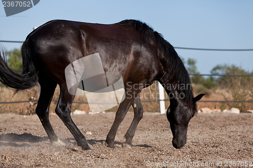 Image of caballo de pura raza menorquina prm horse outdoor rolling