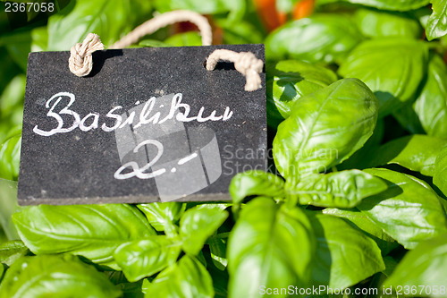 Image of fresh green aromatic basil macro closeup on market