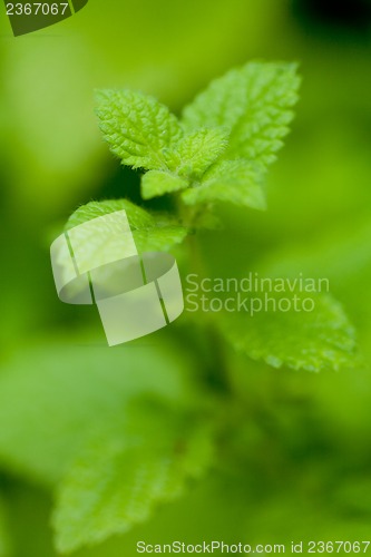 Image of fresh green aromatic mint lemon balm  peppermint macro closeup