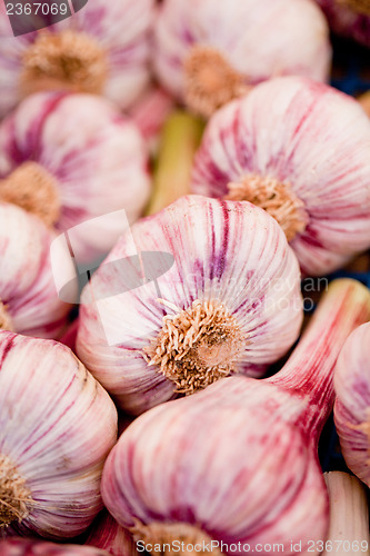 Image of group of purple white garlic in basket macro