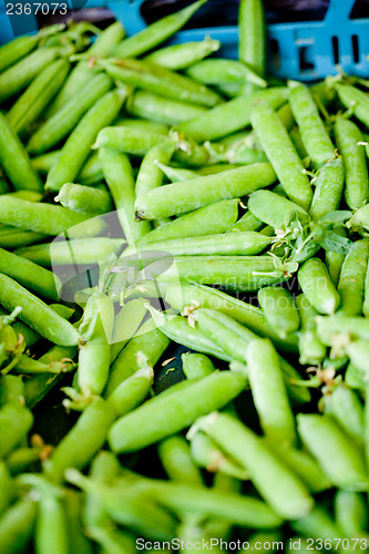 Image of fresh green beans macro closeup on market outdoor