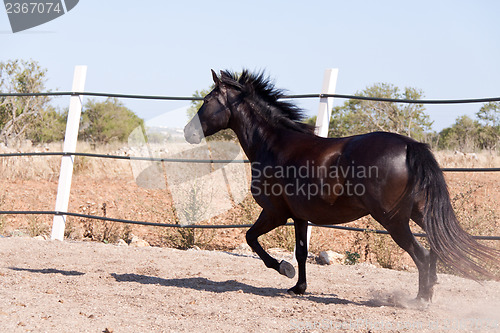 Image of caballo de pura raza menorquina prm horse outdoor rolling