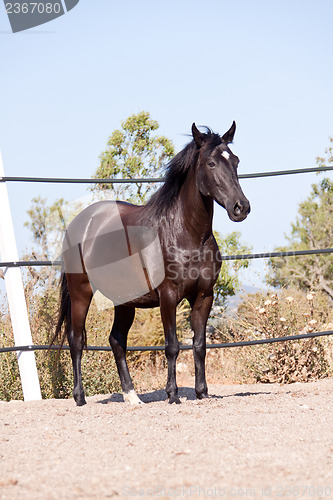 Image of caballo de pura raza menorquina prm horse outdoor rolling