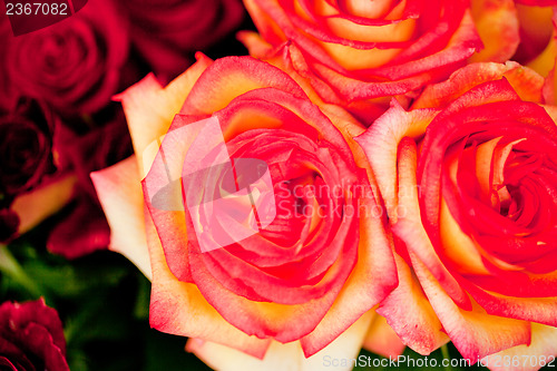 Image of colorful beautiful roses flowers macro closeup card background