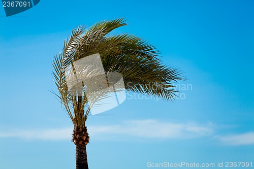 Image of single green palmtree on blue sky background