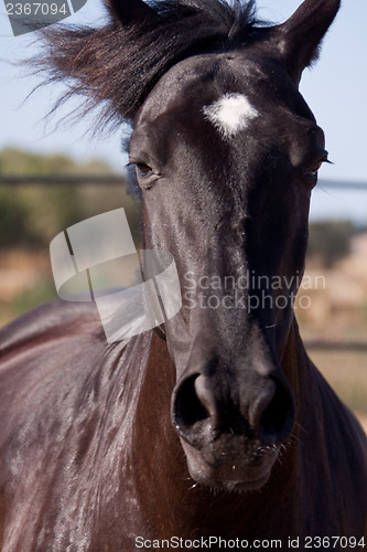 Image of caballo de pura raza menorquina prm horse outdoor rolling