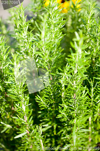 Image of different fresh green herbs on market outdoor