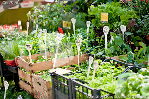 Image of different fresh green herbs on market outdoor