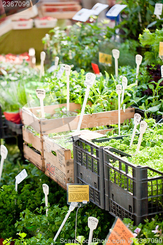 Image of different fresh green herbs on market outdoor