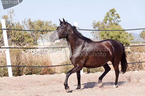 Image of caballo de pura raza menorquina prm horse outdoor rolling