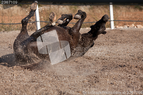 Image of caballo de pura raza menorquina prm horse outdoor rolling