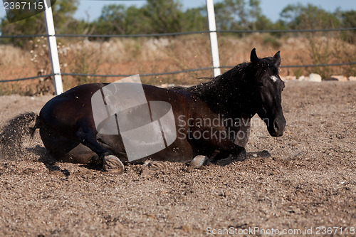 Image of caballo de pura raza menorquina prm horse outdoor rolling