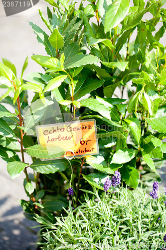 Image of different fresh green herbs on market outdoor